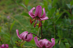 Lys martagon