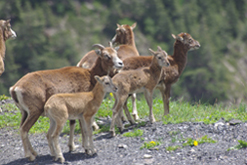 Mouflons