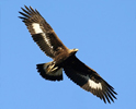 Les aigles royaux