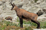 Le chamois