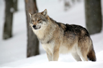 Le loup