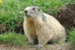 Marmotte