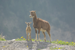 Le mouflon