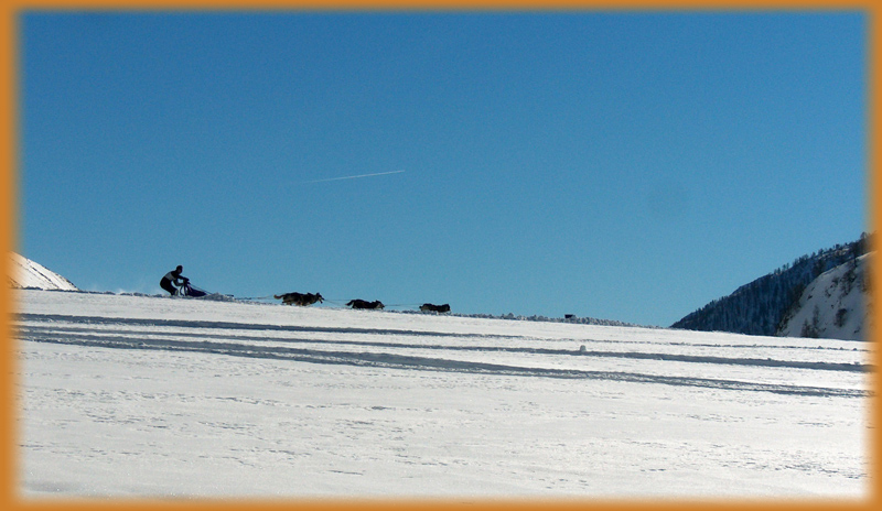 Chiens de traineau