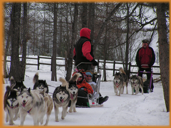 chiens de tra�neau en Ubaye